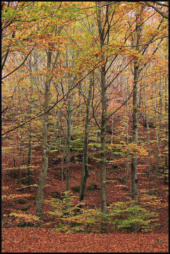 i colori del bosco e sottobosco